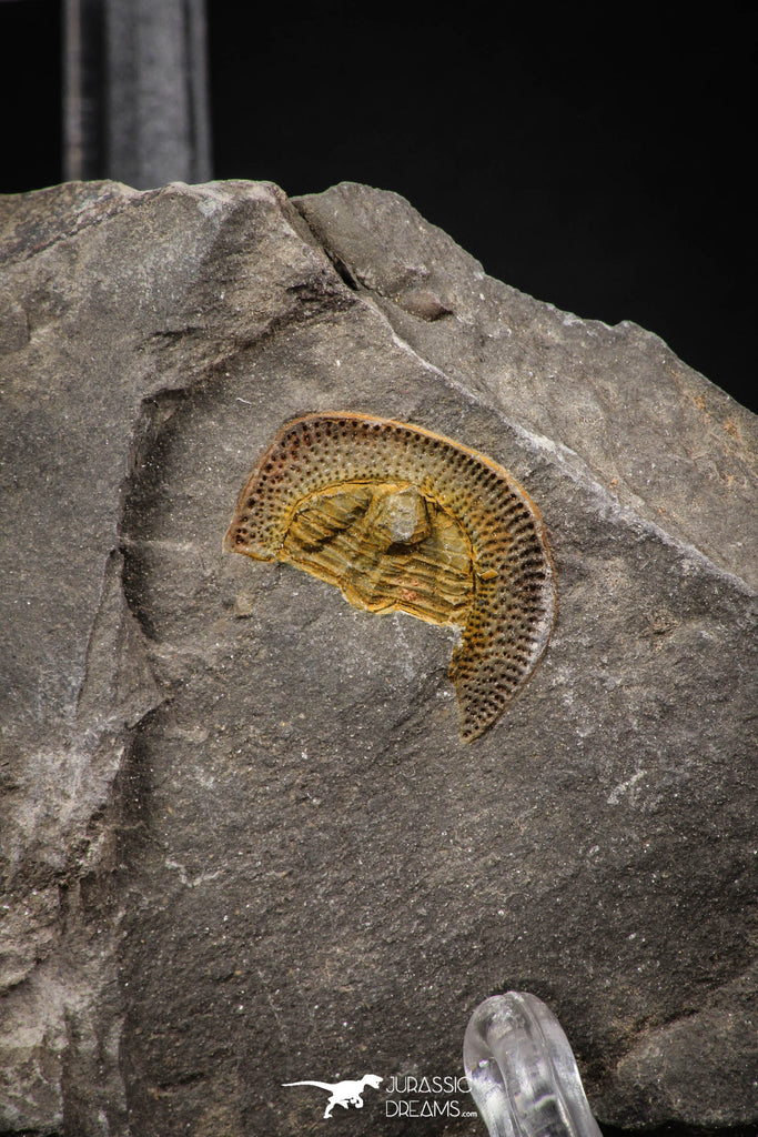 07856 - Beautiful Orange 0.69 Inch Nankinolithus sp Lower Ordovician Trilobite