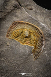 07856 - Beautiful Orange 0.69 Inch Nankinolithus sp Lower Ordovician Trilobite