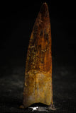 22365 - Well Preserved 2.72 Inch Spinosaurus Dinosaur Tooth Cretaceous