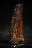 22366 - Beautiful 2.40 Inch Spinosaurus Dinosaur Tooth Cretaceous