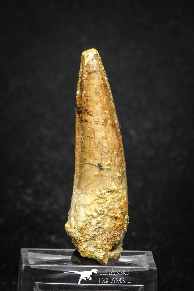 20015 - Top Beautiful 2.48 Inch Spinosaurus Dinosaur Tooth Cretaceous KemKem