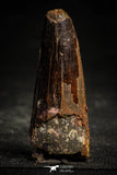 22366 - Beautiful 2.40 Inch Spinosaurus Dinosaur Tooth Cretaceous