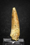 20015 - Top Beautiful 2.48 Inch Spinosaurus Dinosaur Tooth Cretaceous KemKem