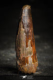 22366 - Beautiful 2.40 Inch Spinosaurus Dinosaur Tooth Cretaceous