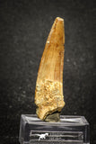 20015 - Top Beautiful 2.48 Inch Spinosaurus Dinosaur Tooth Cretaceous KemKem