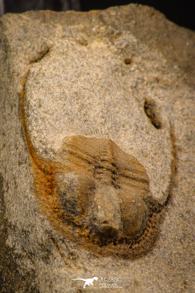 07861 - Top Quality 0.86 Inch Onnia sp Ordovician Trilobite