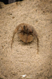 07862 - Top Quality 0.63 Inch Onnia sp Ordovician Trilobite