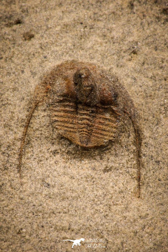 07862 - Top Quality 0.63 Inch Onnia sp Ordovician Trilobite