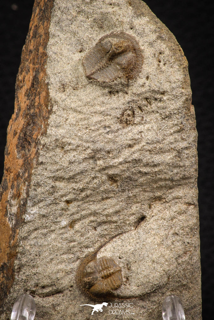 07864 - Nicely Preserved Mass Mortality Plate 2 Onnia sp Ordovician Trilobites