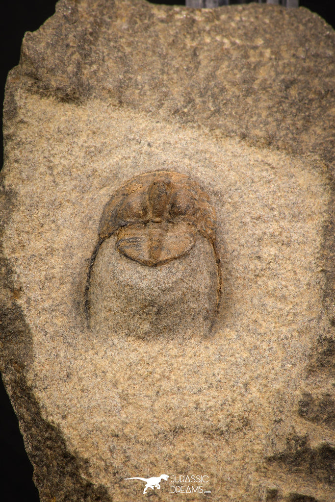 07867 - Top Quality 0.81 Inch Onnia sp Ordovician Trilobite