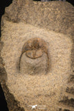 07867 - Top Quality 0.81 Inch Onnia sp Ordovician Trilobite