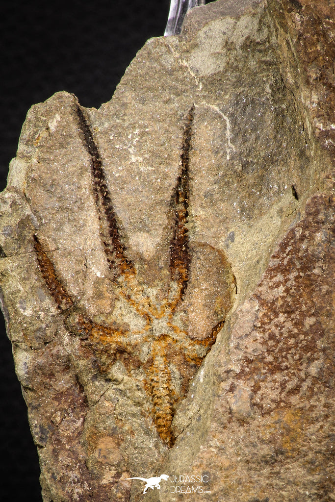 07871 - Superb 2.31 Inch OPHIURA SP Brittlestar Upper Ordovician Ktaoua Fm