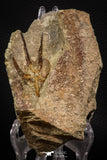 07871 - Superb 2.31 Inch OPHIURA SP Brittlestar Upper Ordovician Ktaoua Fm