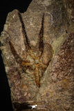 07871 - Superb 2.31 Inch OPHIURA SP Brittlestar Upper Ordovician Ktaoua Fm