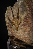 07871 - Superb 2.31 Inch OPHIURA SP Brittlestar Upper Ordovician Ktaoua Fm
