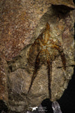 07871 - Superb 2.31 Inch OPHIURA SP Brittlestar Upper Ordovician Ktaoua Fm