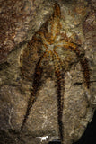 07871 - Superb 2.31 Inch OPHIURA SP Brittlestar Upper Ordovician Ktaoua Fm