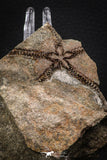 07872 - Superb 1.81 Inch OPHIURA SP Brittlestar Upper Ordovician Ktaoua Fm