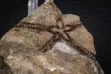 07872 - Superb 1.81 Inch OPHIURA SP Brittlestar Upper Ordovician Ktaoua Fm