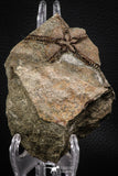 07872 - Superb 1.81 Inch OPHIURA SP Brittlestar Upper Ordovician Ktaoua Fm