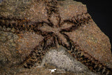 07872 - Superb 1.81 Inch OPHIURA SP Brittlestar Upper Ordovician Ktaoua Fm