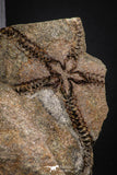 07872 - Superb 1.81 Inch OPHIURA SP Brittlestar Upper Ordovician Ktaoua Fm