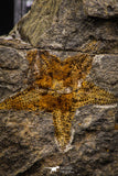 07873 - Top Beautiful 1.44 Inch Petraster Ordovician Brittlestar Ktaoua Fm