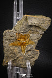 07873 - Top Beautiful 1.44 Inch Petraster Ordovician Brittlestar Ktaoua Fm