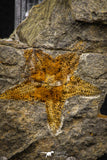07873 - Top Beautiful 1.44 Inch Petraster Ordovician Brittlestar Ktaoua Fm