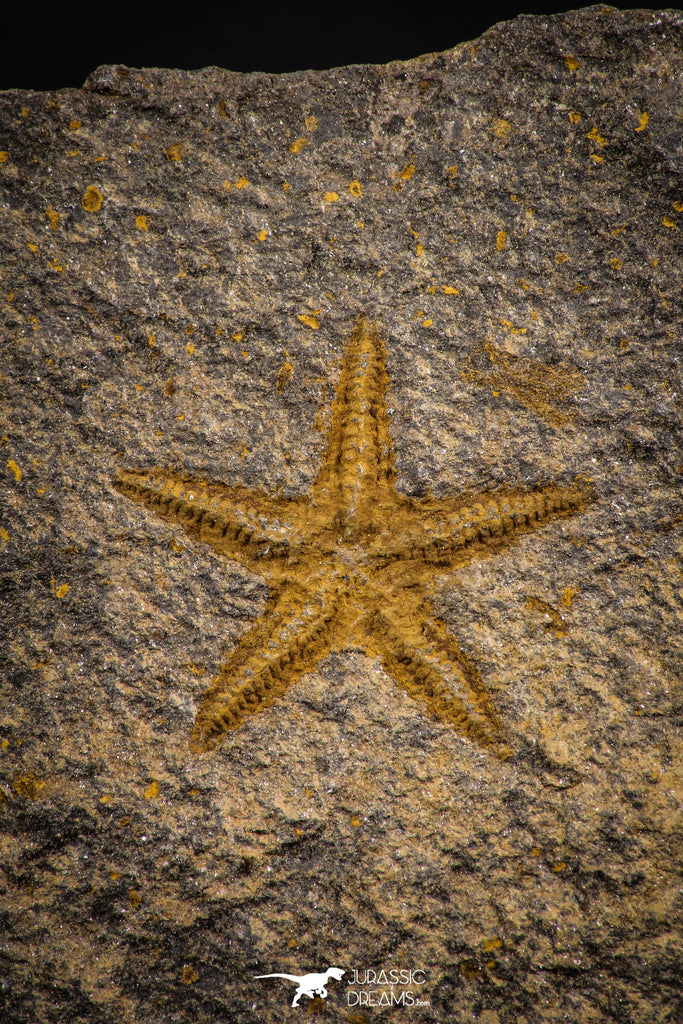 07874 - Top Beautiful 1.13 Inch Petraster Ordovician Brittlestar Ktaoua Fm