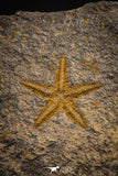 07874 - Top Beautiful 1.13 Inch Petraster Ordovician Brittlestar Ktaoua Fm