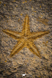 07874 - Top Beautiful 1.13 Inch Petraster Ordovician Brittlestar Ktaoua Fm