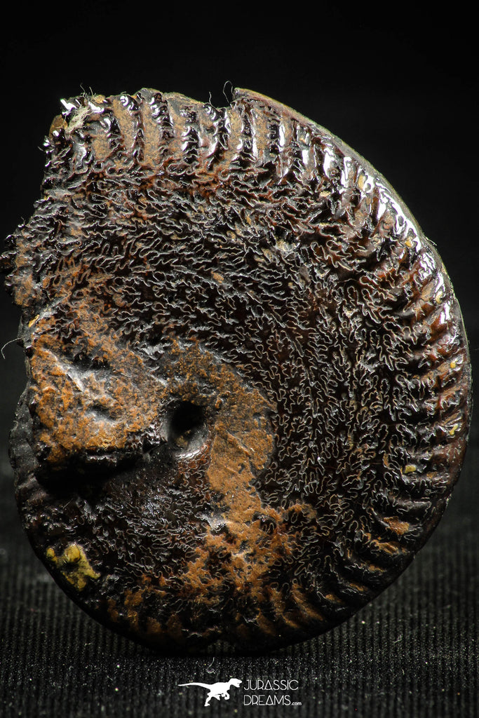 06342 - Top Quality Pyritized 1.41 Inch Unidentified Lower Cretaceous Ammonites