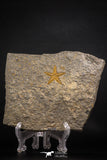 07874 - Top Beautiful 1.13 Inch Petraster Ordovician Brittlestar Ktaoua Fm
