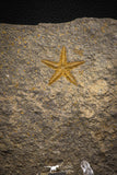 07874 - Top Beautiful 1.13 Inch Petraster Ordovician Brittlestar Ktaoua Fm