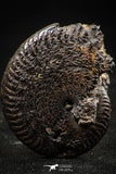 06342 - Top Quality Pyritized 1.41 Inch Unidentified Lower Cretaceous Ammonites