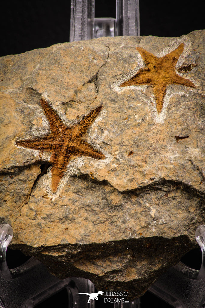 07875 - Top Beautiful Association 2 Petraster Ordovician Brittlestars Ktaoua Fm