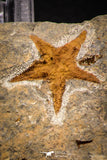 07875 - Top Beautiful Association 2 Petraster Ordovician Brittlestars Ktaoua Fm