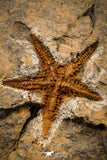 07875 - Top Beautiful Association 2 Petraster Ordovician Brittlestars Ktaoua Fm