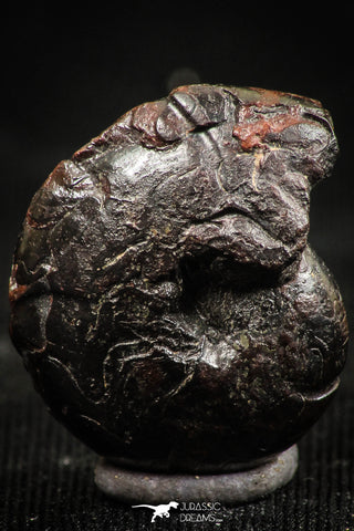 06343 - Superb Pyritized 0.74 Inch Goniatites Devonian Cephalopod