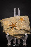 07875 - Top Beautiful Association 2 Petraster Ordovician Brittlestars Ktaoua Fm