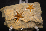 07875 - Top Beautiful Association 2 Petraster Ordovician Brittlestars Ktaoua Fm