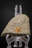 07876 - Top Beautiful 0.98 Inch Petraster Ordovician Brittlestar Ktaoua Fm
