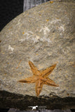 07876 - Top Beautiful 0.98 Inch Petraster Ordovician Brittlestar Ktaoua Fm