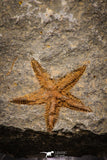 07876 - Top Beautiful 0.98 Inch Petraster Ordovician Brittlestar Ktaoua Fm