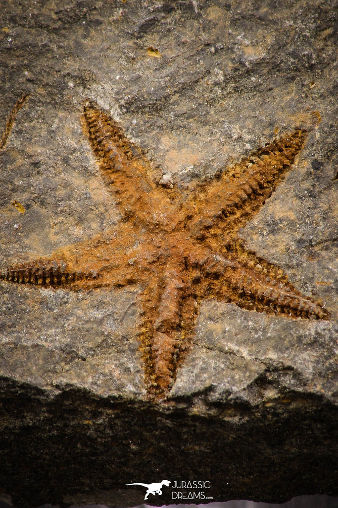 07876 - Top Beautiful 0.98 Inch Petraster Ordovician Brittlestar Ktaoua Fm