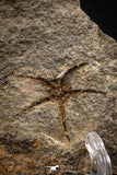 07877 - Superb 1.18 Inch OPHIURA SP Brittlestar Upper Ordovician Ktaoua Fm