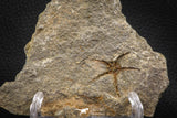 07877 - Superb 1.18 Inch OPHIURA SP Brittlestar Upper Ordovician Ktaoua Fm