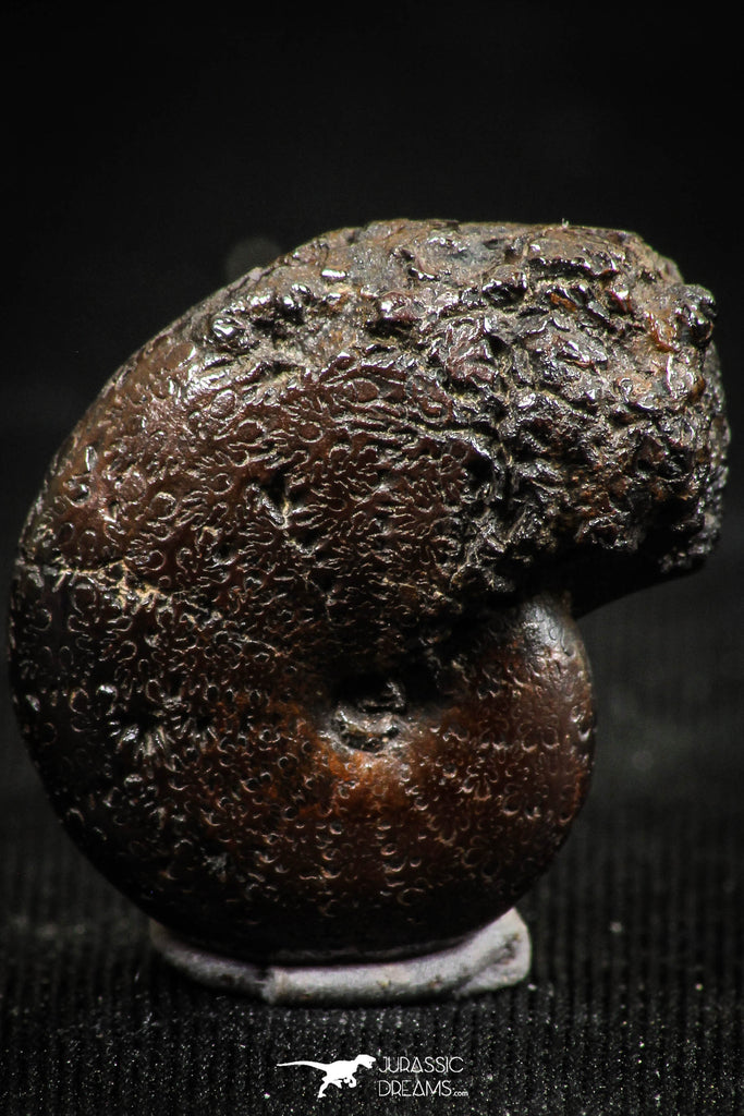 06345 - Beautiful Pyritized 0.83 Inch Phylloceras Lower Cretaceous Ammonites