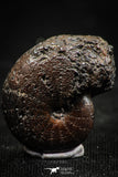 06345 - Beautiful Pyritized 0.83 Inch Phylloceras Lower Cretaceous Ammonites